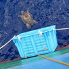 アカウミガメ放流の様子　(c) 名古屋港水族館